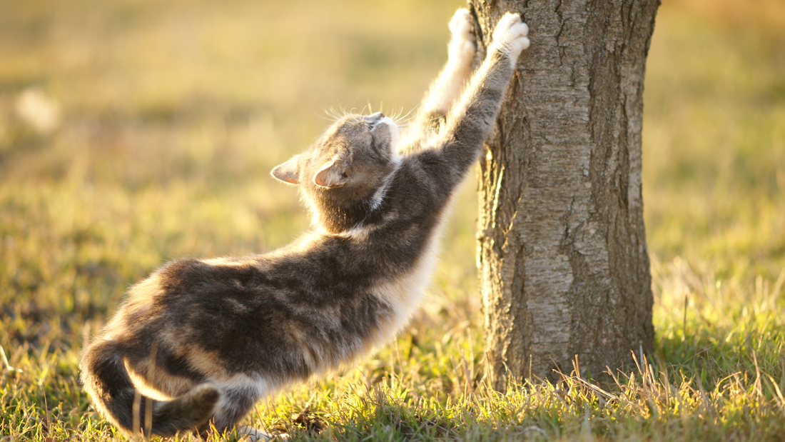 猫はなぜ爪研ぎをするの？理由と対策