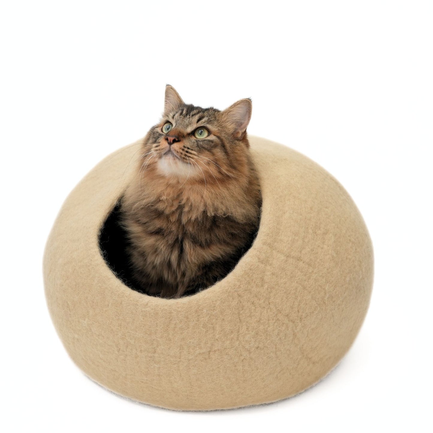 CAT DOME - IVORY